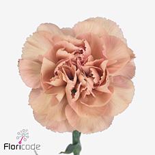 Срезанные цветы оптом Dianthus st lady dayana от 80шт из Голландии с доставкой по России