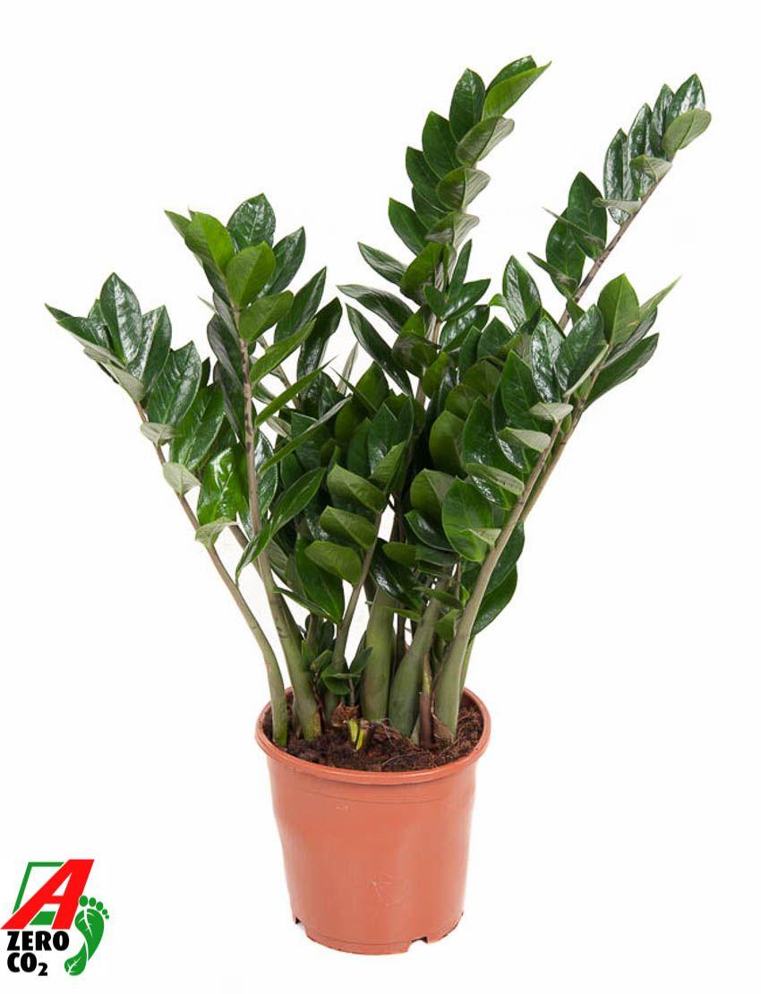 Горшечные цветы и растения оптом Zamioculcas 10+ от 1шт из Голландии с доставкой по России