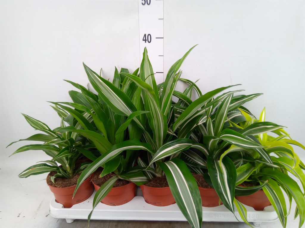 Горшечные цветы и растения оптом Dracaena   ...mix от 10шт из Голландии с доставкой по России