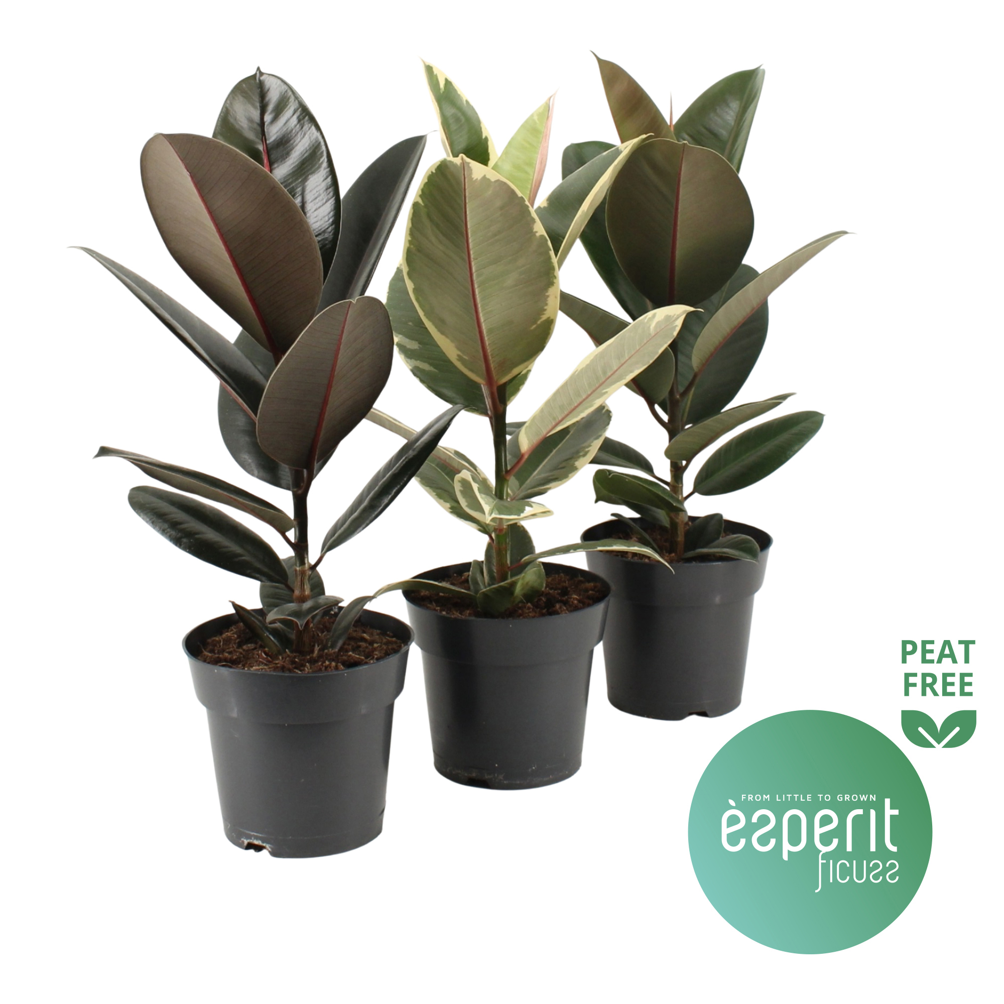 Горшечные цветы и растения оптом Ficus El Mix 3-4 Srt. от 6шт из Голландии с доставкой по России