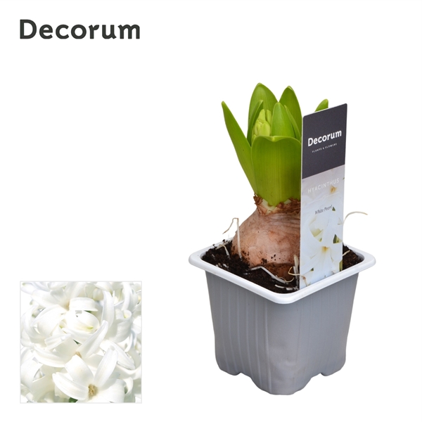 Горшечные цветы и растения оптом Hyacinthus White Pearl 1pp Label (decorum) от 24шт из Голландии с доставкой по России