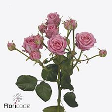 Срезанные цветы оптом Rosa spray emilia от 30шт из Голландии с доставкой по России