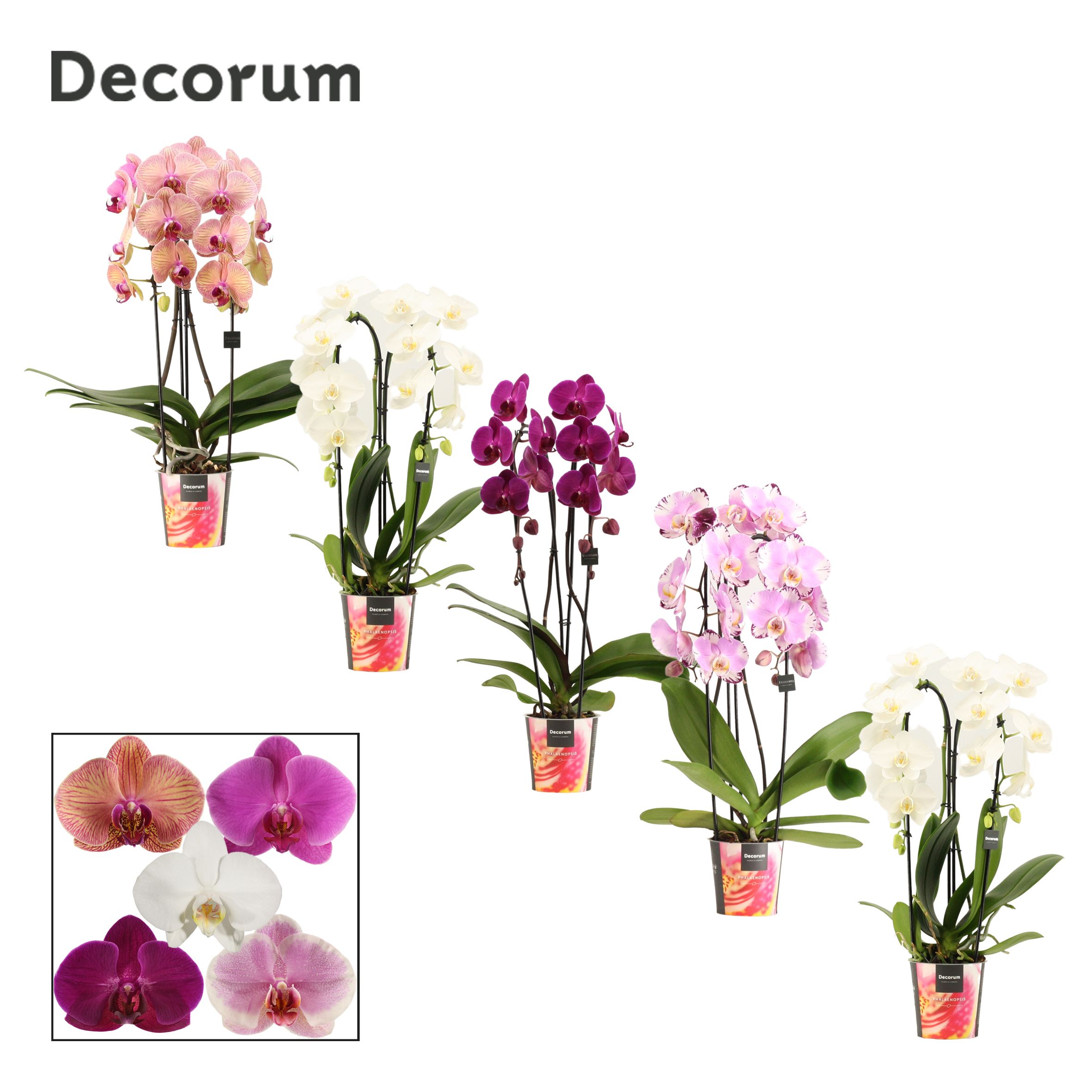 Горшечные цветы и растения оптом Phalaenopsis Cascade 2 Tak от 8шт из Голландии с доставкой по России