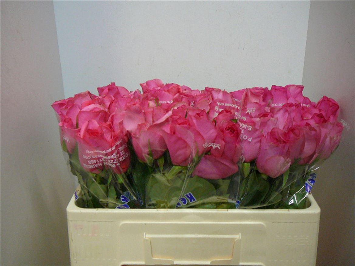 Срезанные цветы оптом Rosa large celestia от 500шт из Голландии с доставкой по России