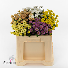 Срезанные цветы оптом Chrys sa rossi mix in bucket от 25шт из Голландии с доставкой по России