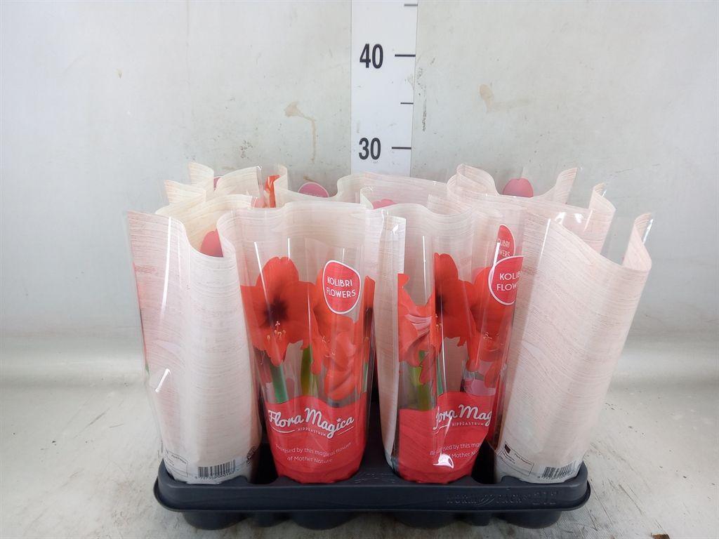 Горшечные цветы и растения оптом Hipp Mix  Kolibri 1pp Fm Sleeve от 12шт (для телеги) из Голландии с доставкой по России