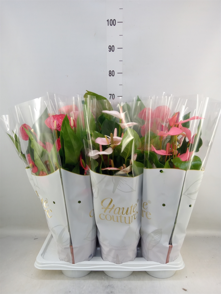 Горшечные цветы и растения оптом Anthurium Andr.   ...mix  3 от 6шт из Голландии с доставкой по России