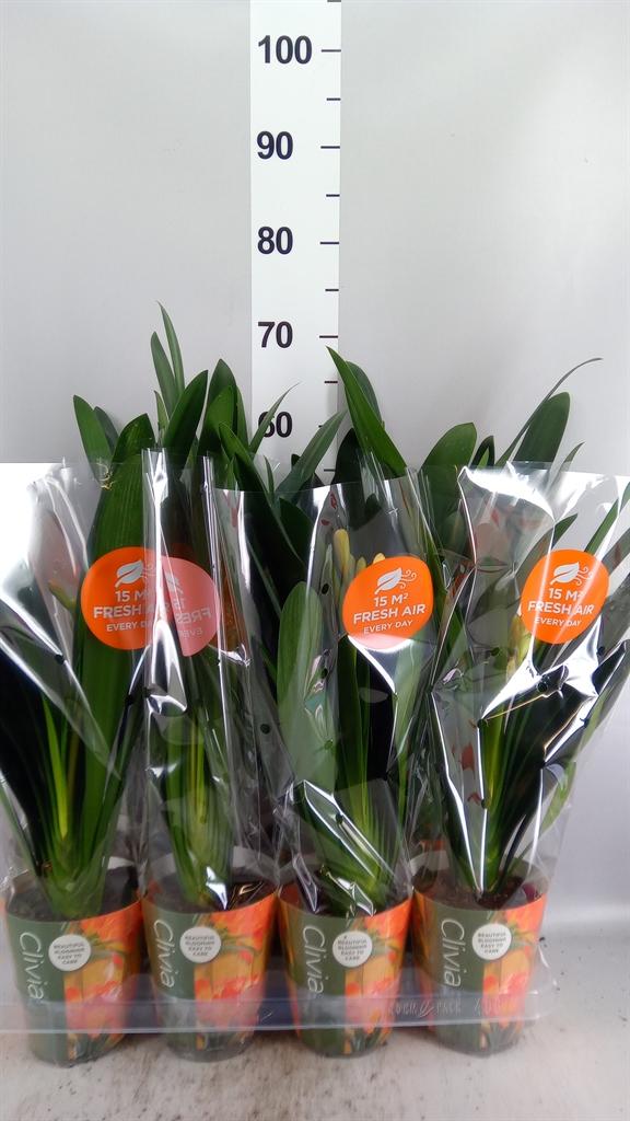 Горшечные цветы и растения оптом Clivia Miniata от 8шт из Голландии с доставкой по России