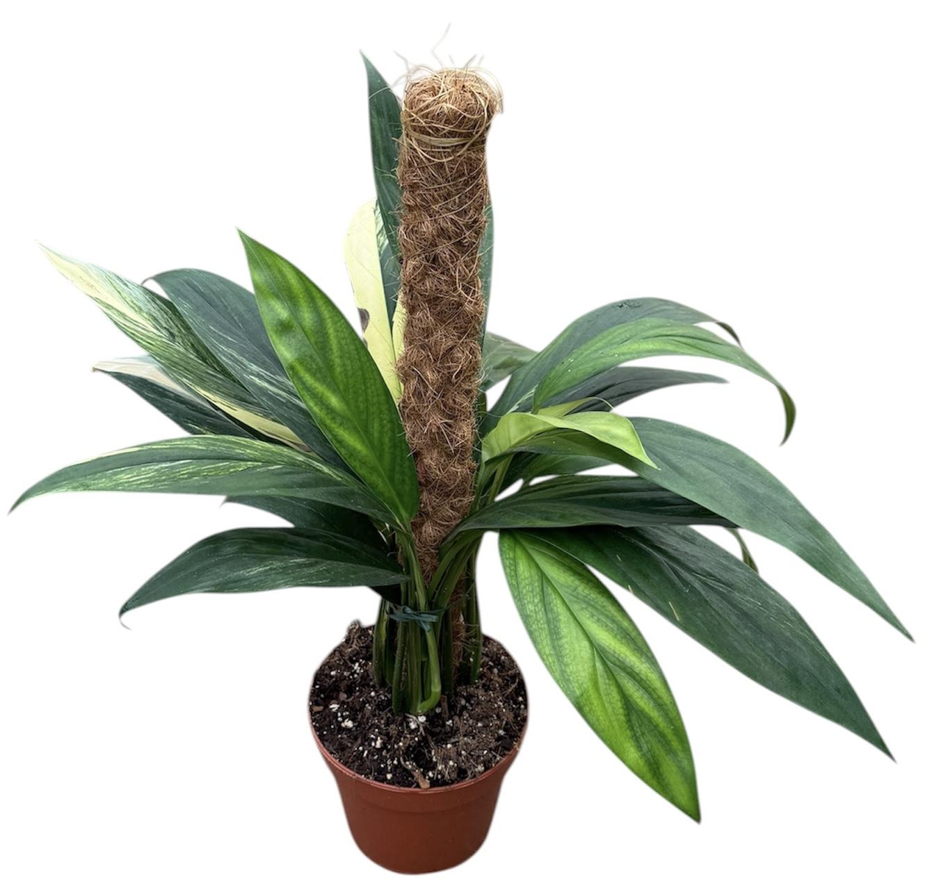 Горшечные цветы и растения оптом Amplissimum Aurea Variegata от 1шт из Голландии с доставкой по России