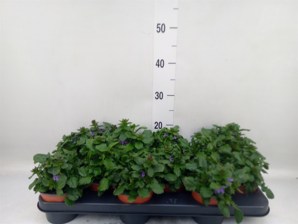 Горшечные цветы и растения оптом Scaevola Aemula от 12шт из Голландии с доставкой по России