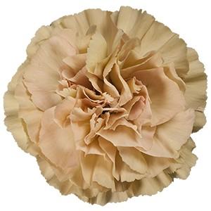 Срезанные цветы оптом Dianthus st ambar от 80шт из Голландии с доставкой по России