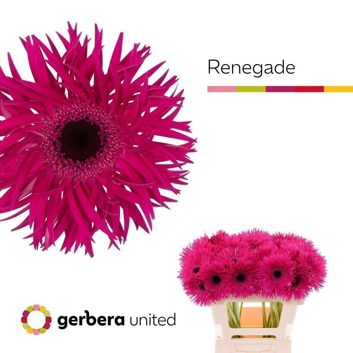 Срезанные цветы оптом Gerbera gerspider renegade от 50шт. из Голландии с доставкой по России