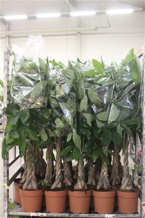 Горшечные цветы и растения оптом Pachira Aquatica 130cm от 1шт из Голландии с доставкой по России