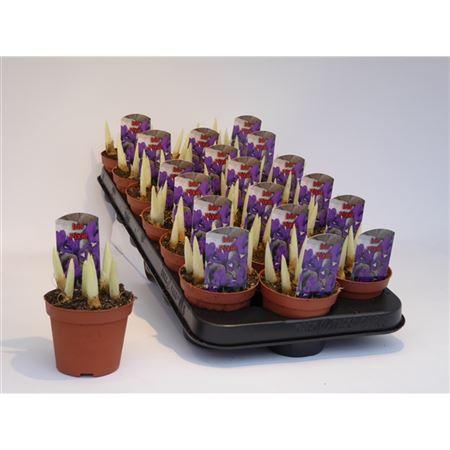 Горшечные цветы и растения оптом Iris Paars от 18шт (для телеги) из Голландии с доставкой по России