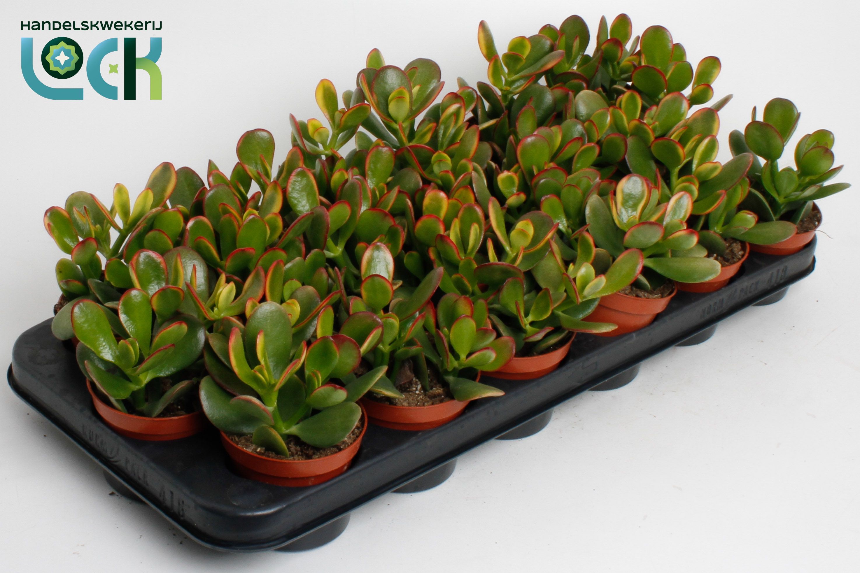 Горшечные цветы и растения оптом Crassula Sunset от 12шт (для телеги) из Голландии с доставкой по России