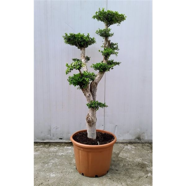 Горшечные цветы и растения оптом Olea Europaea Bonsai Etage 55 Cm от 1шт из Голландии с доставкой по России