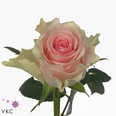 Срезанные цветы оптом Rosa large top gear от 60шт из Голландии с доставкой по России