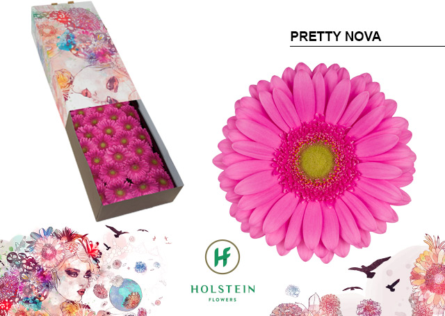 Срезанные цветы оптом Gerbera pretty nova от 50шт из Голландии с доставкой по России