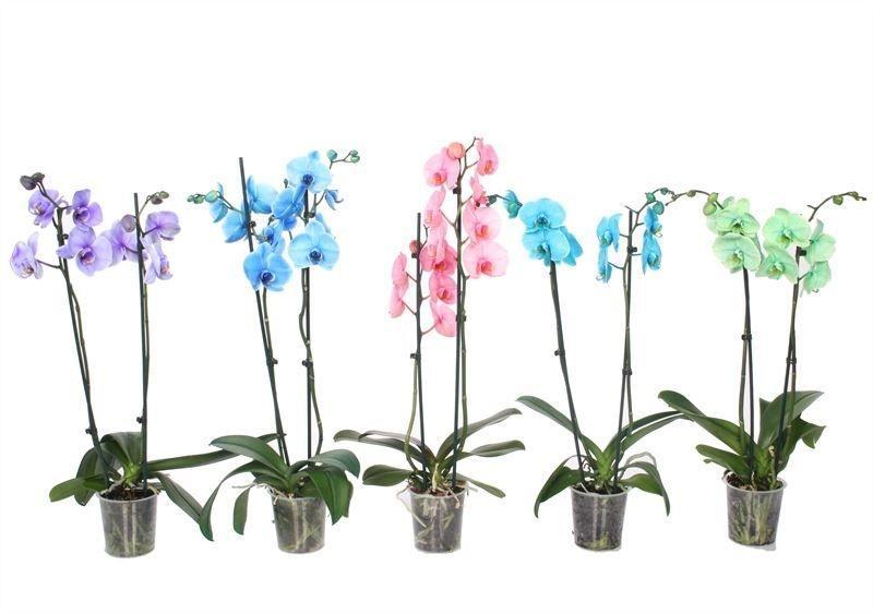 Горшечные цветы и растения оптом Phalaenopsis Mix Painted от 10шт из Голландии с доставкой по России