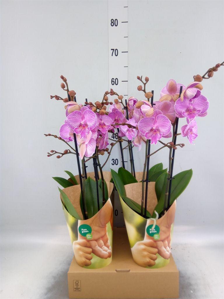 Горшечные цветы и растения оптом Phalaenopsis   ...rose от 4шт из Голландии с доставкой по России