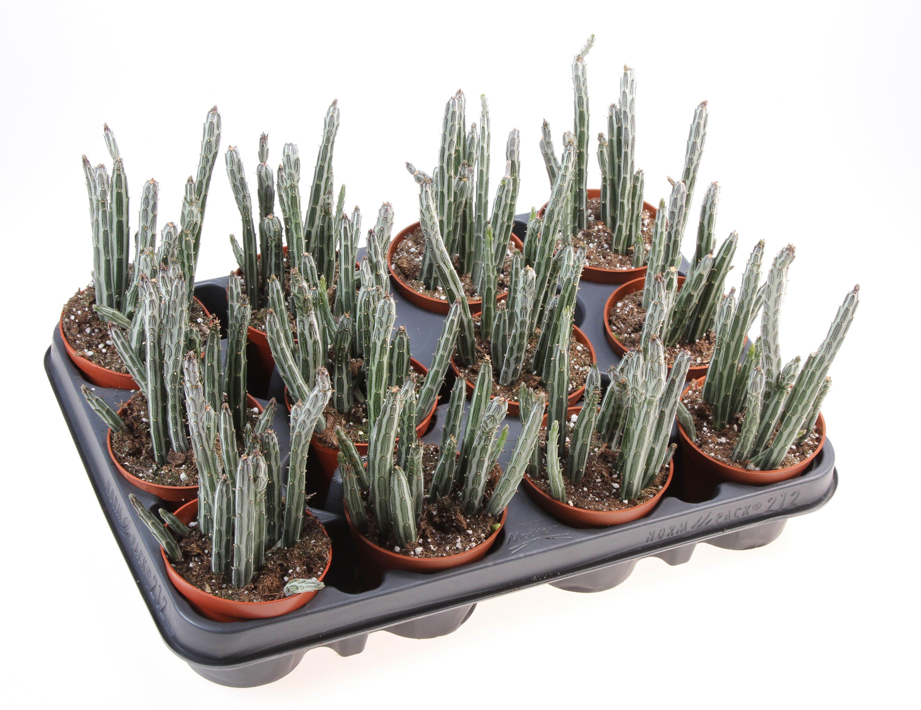 Горшечные цветы и растения оптом Senecio Stapeliformis от 12шт (для телеги) из Голландии с доставкой по России