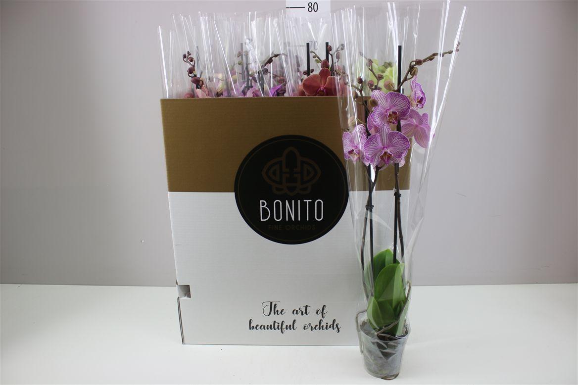 Горшечные цветы и растения оптом Phal Gemengd 2 Tak 18+ от 12шт из Голландии с доставкой по России