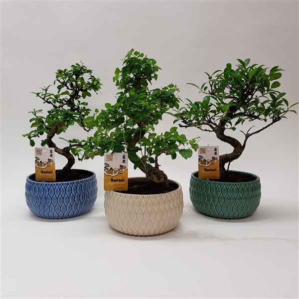 Горшечные цветы и растения оптом Bonsai Mix In Lily Ceramic от 4шт из Голландии с доставкой по России