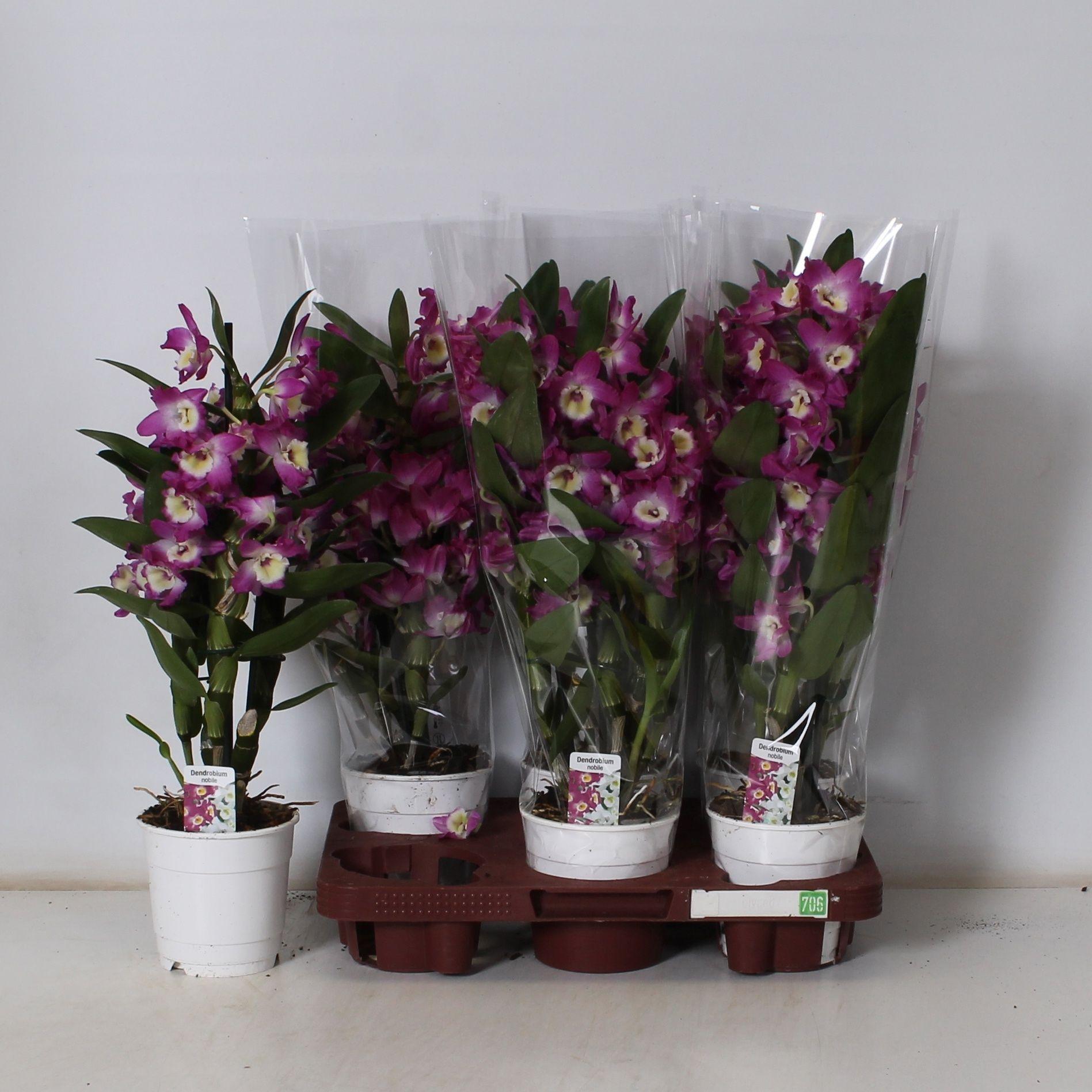 Горшечные цветы и растения оптом Dend Nobile от 6шт из Голландии с доставкой по России