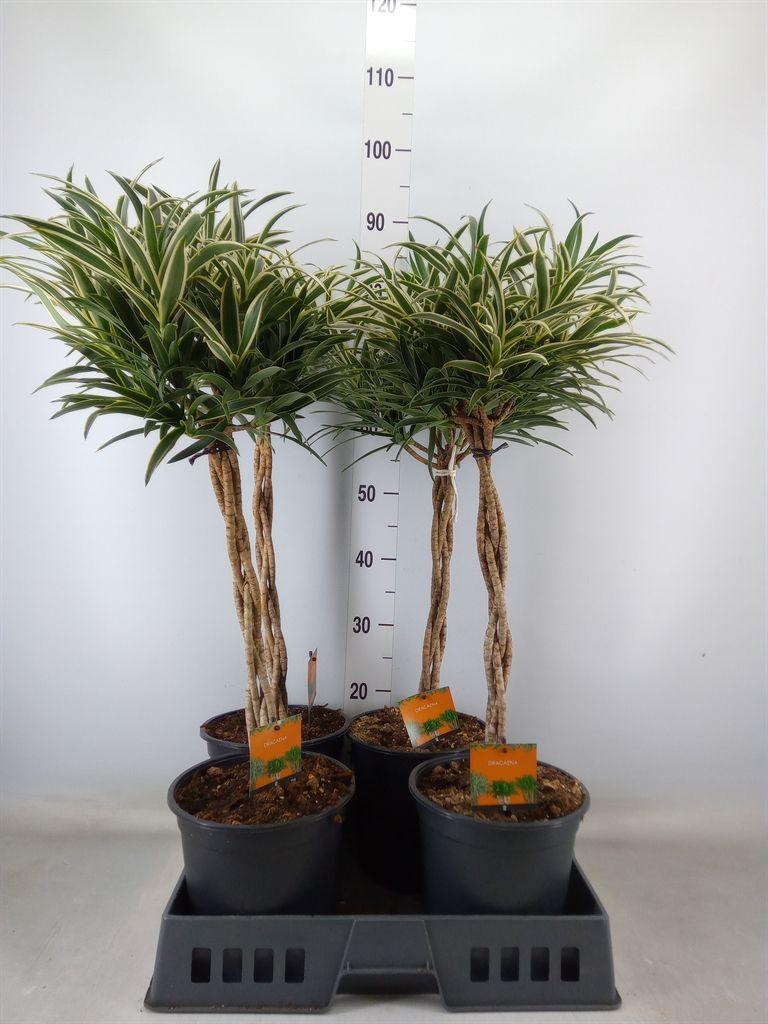 Горшечные цветы и растения оптом Dracaena Refl.   ... от 4шт из Голландии с доставкой по России