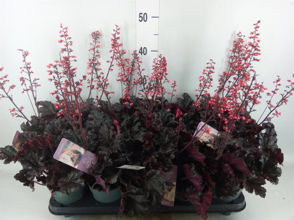 Горшечные цветы и растения оптом Heuchera   ... от 10шт из Голландии с доставкой по России