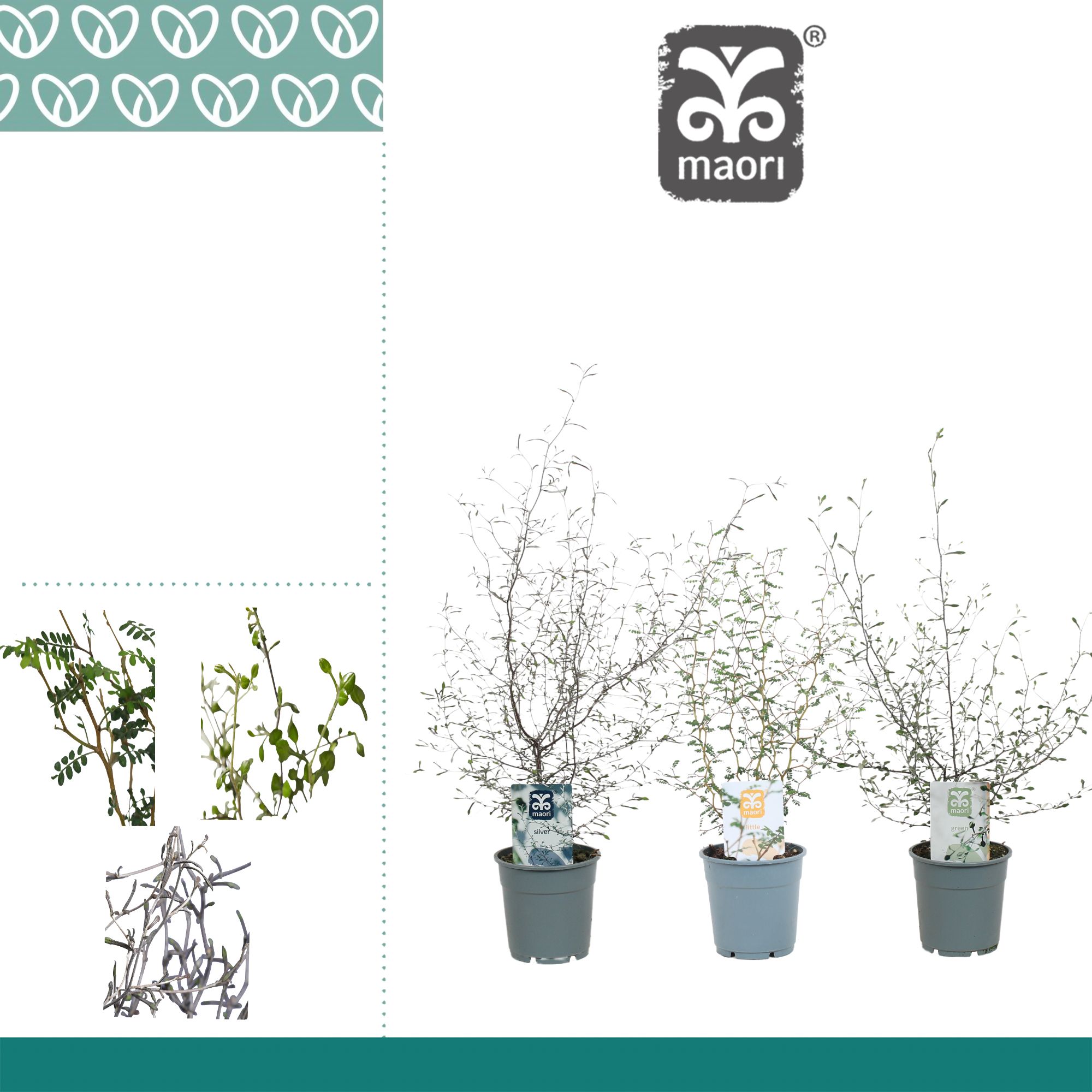 Горшечные цветы и растения оптом Corokia Maori Gem от 6шт из Голландии с доставкой по России