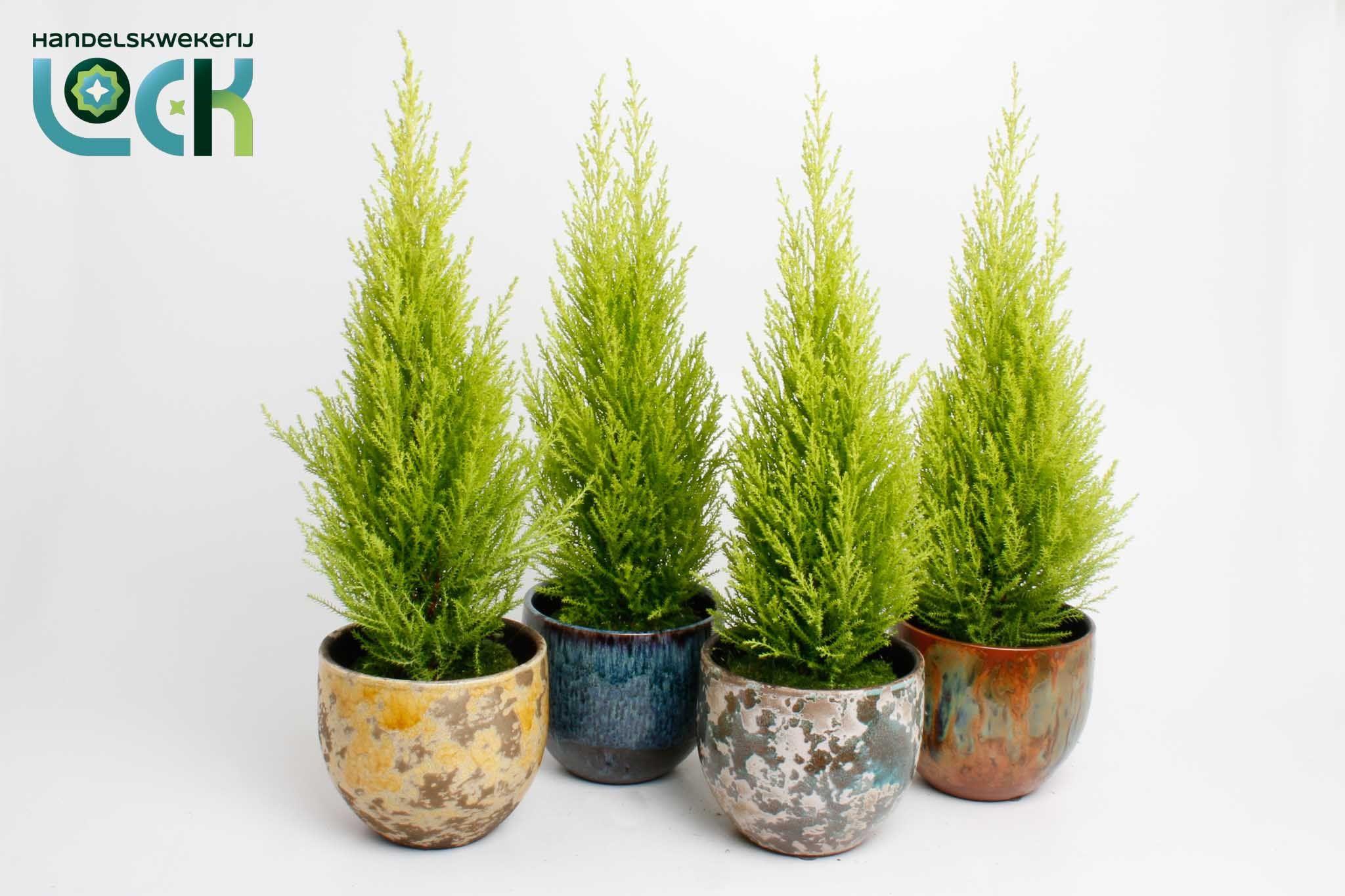 Горшечные цветы и растения оптом Cupressus Macrocarpa Wilma In Luuk Mix от 3шт из Голландии с доставкой по России