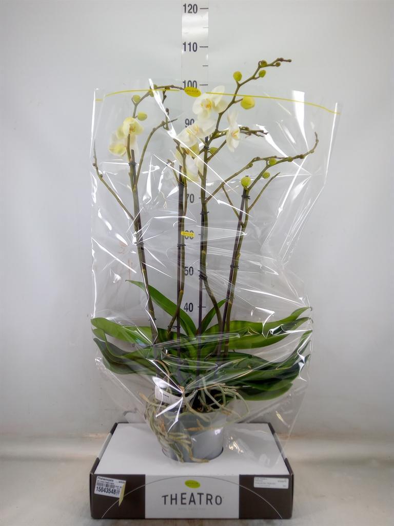 Горшечные цветы и растения оптом Phalaenopsis   ...white от 1шт из Голландии с доставкой по России