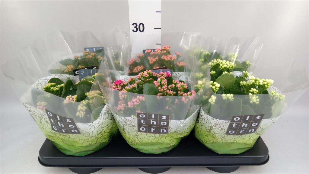 Горшечные цветы и растения оптом Kalanchoe Blos. ..rosebud Mix 4 от 6шт из Голландии с доставкой по России