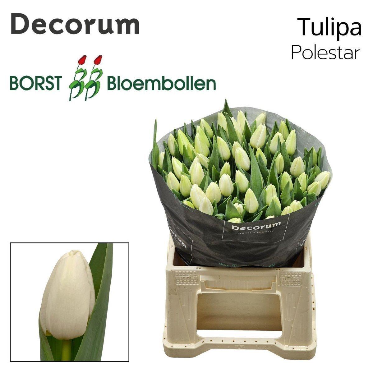 Срезанные цветы оптом Tulipa si polestar от 150шт из Голландии с доставкой по России