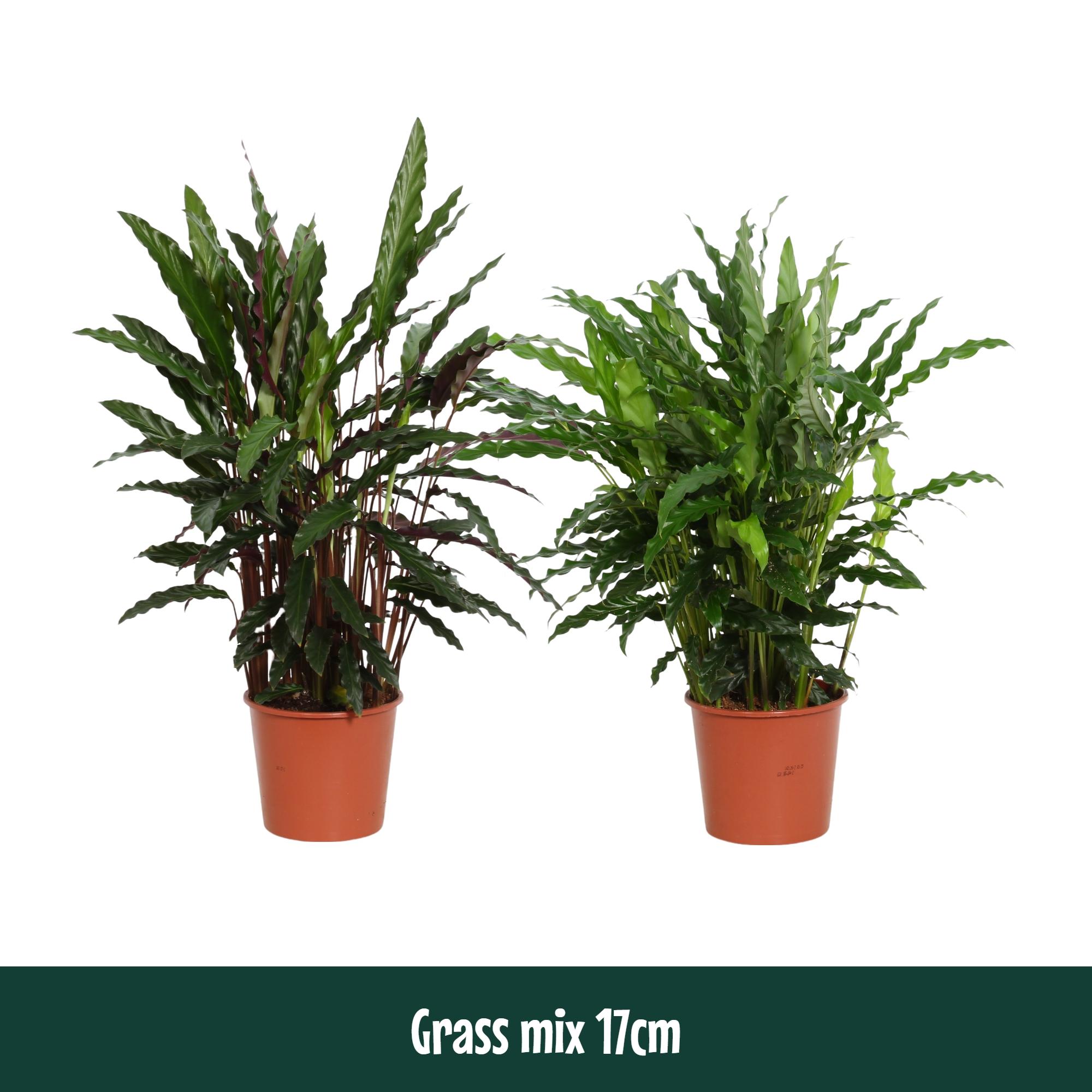 Горшечные цветы и растения оптом Calathea Grass Mix от 6шт из Голландии с доставкой по России
