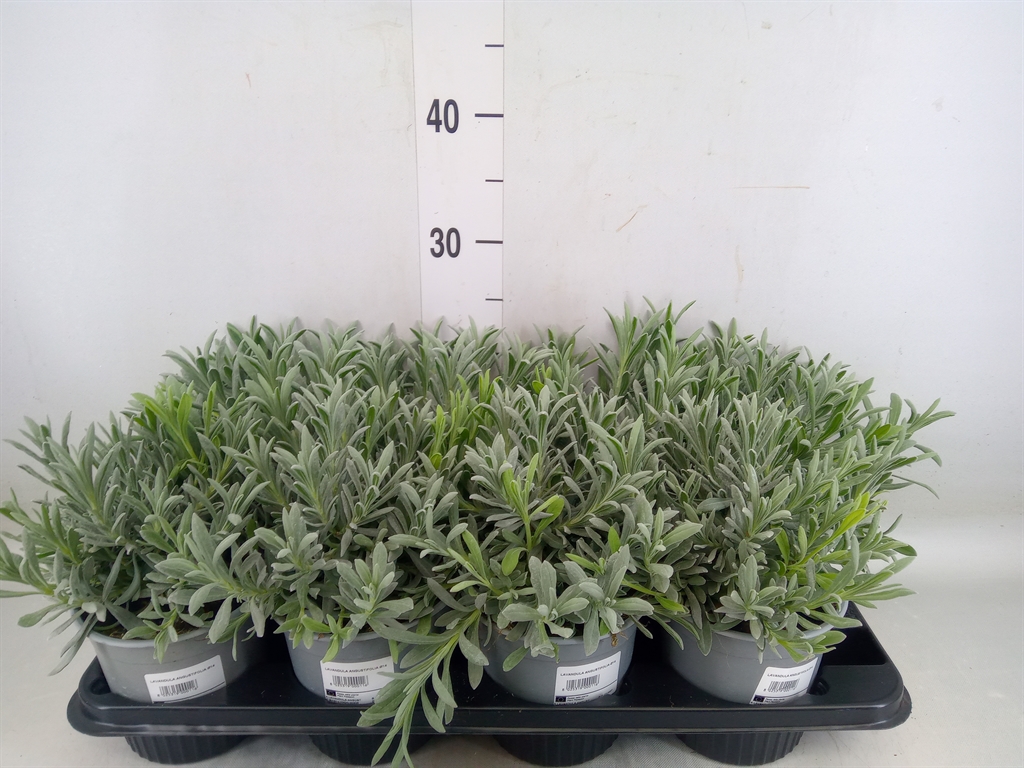 Горшечные цветы и растения оптом Lavandula Angus. от 8шт из Голландии с доставкой по России