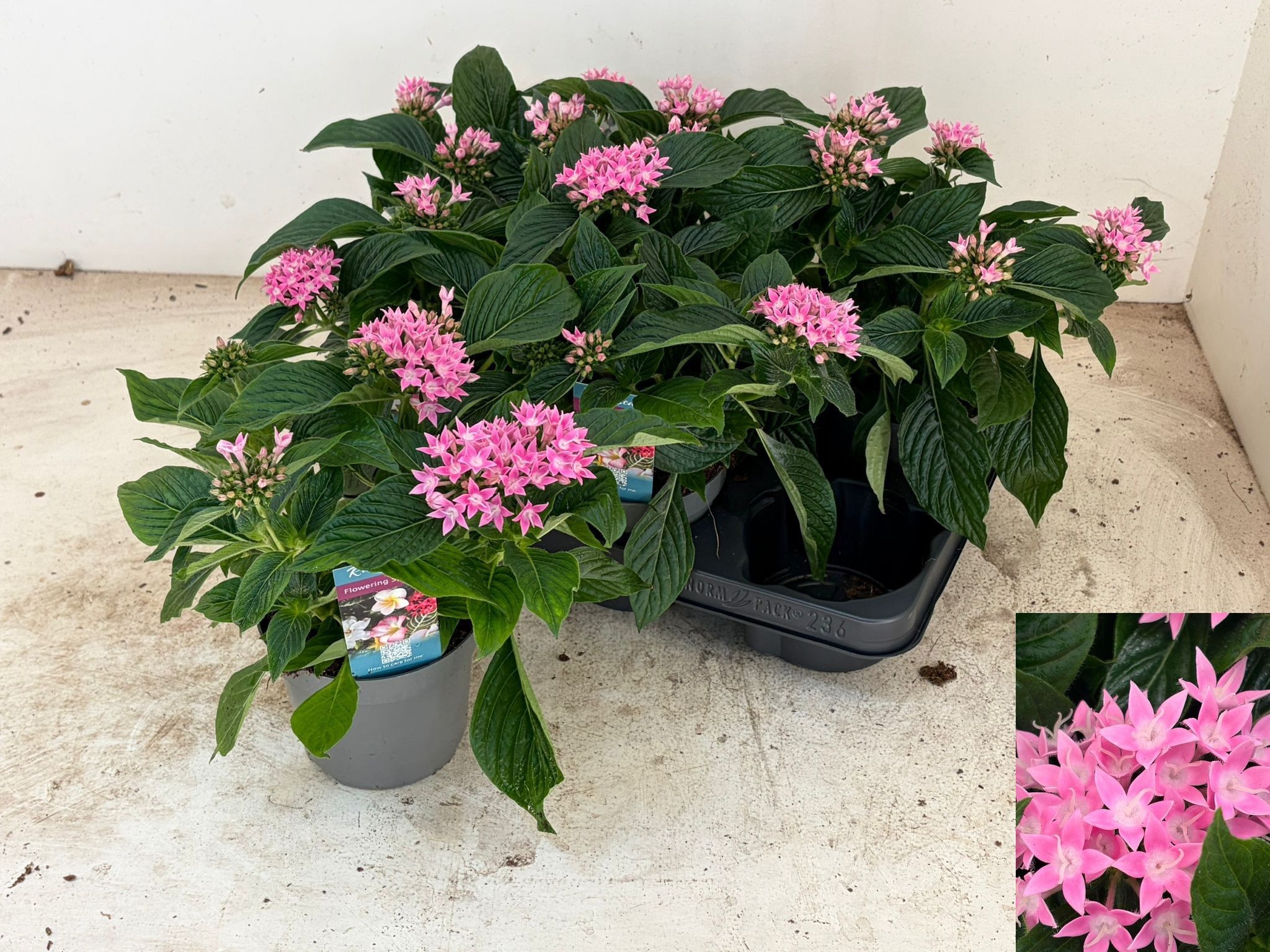 Горшечные цветы и растения оптом Pent Starcluster Ros от 6шт из Голландии с доставкой по России