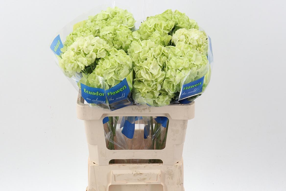 Срезанные цветы оптом Hydrangea lime green от 10шт из Голландии с доставкой по России