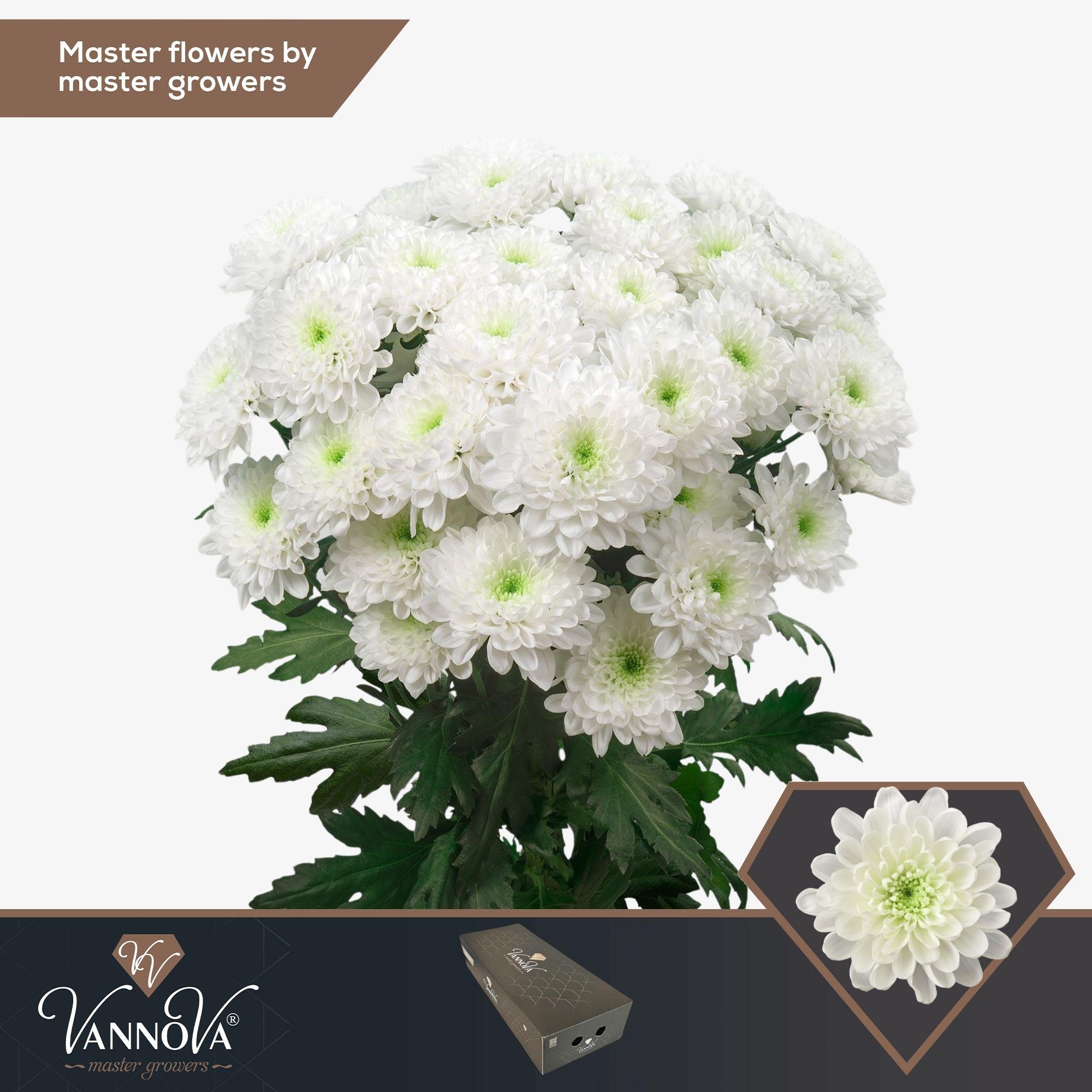 Срезанные цветы оптом Eryngium paint apricot от 60шт... из Голландии с доставкой по России