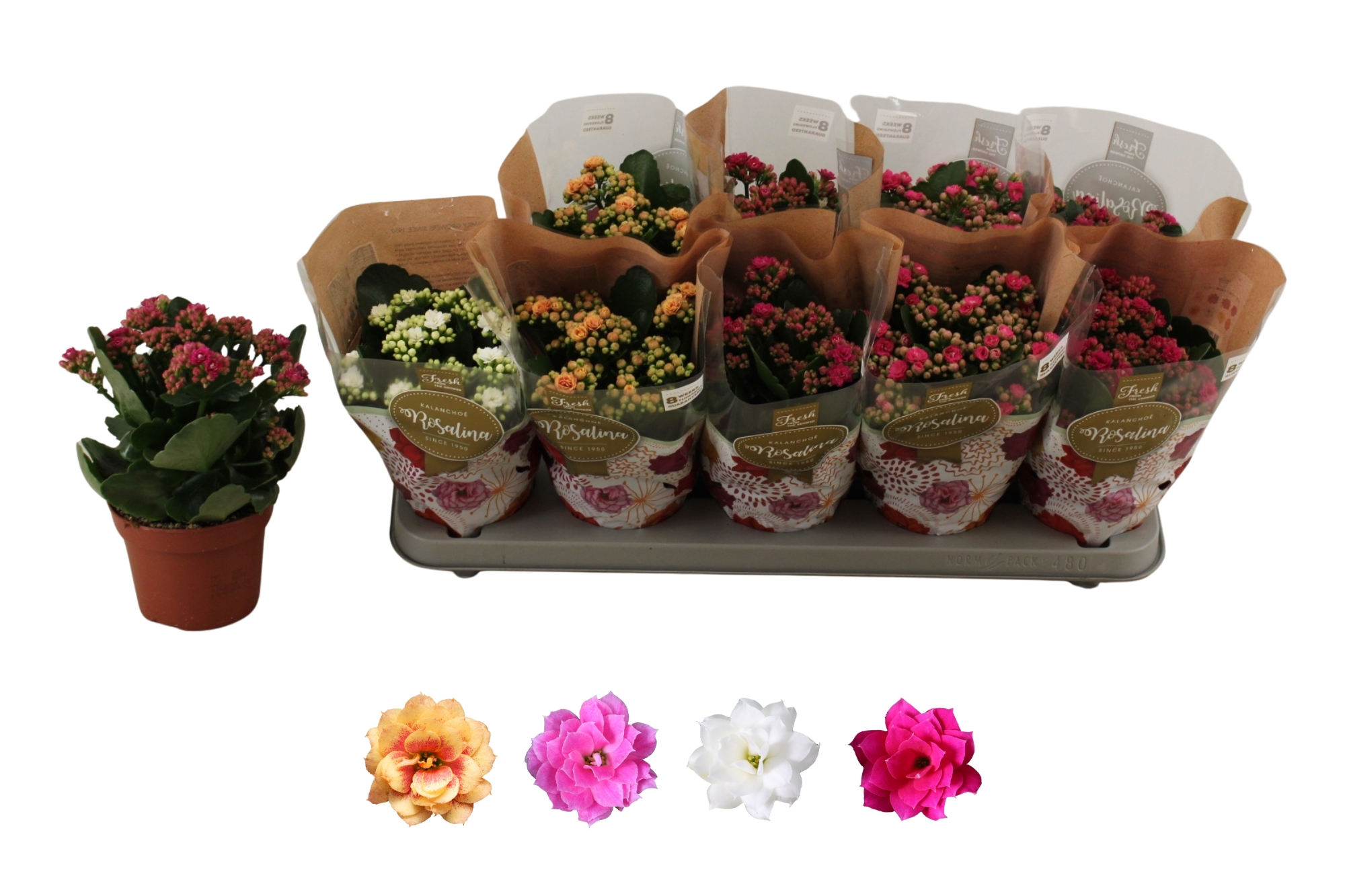 Горшечные цветы и растения оптом Kal Ge Ro Gem 4 Kl от 10шт из Голландии с доставкой по России