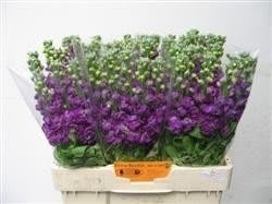 Срезанные цветы оптом Matthiola purple от 60шт из Голландии с доставкой по России