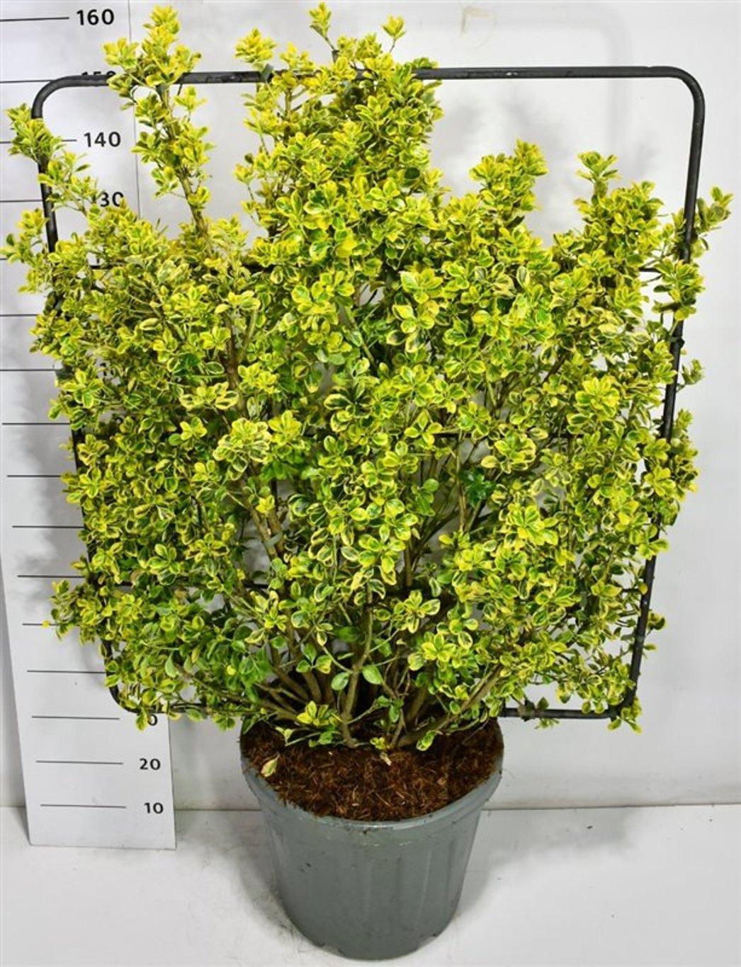 Горшечные цветы и растения оптом Euonymus Jap Aureus Screen от 1шт из Голландии с доставкой по России