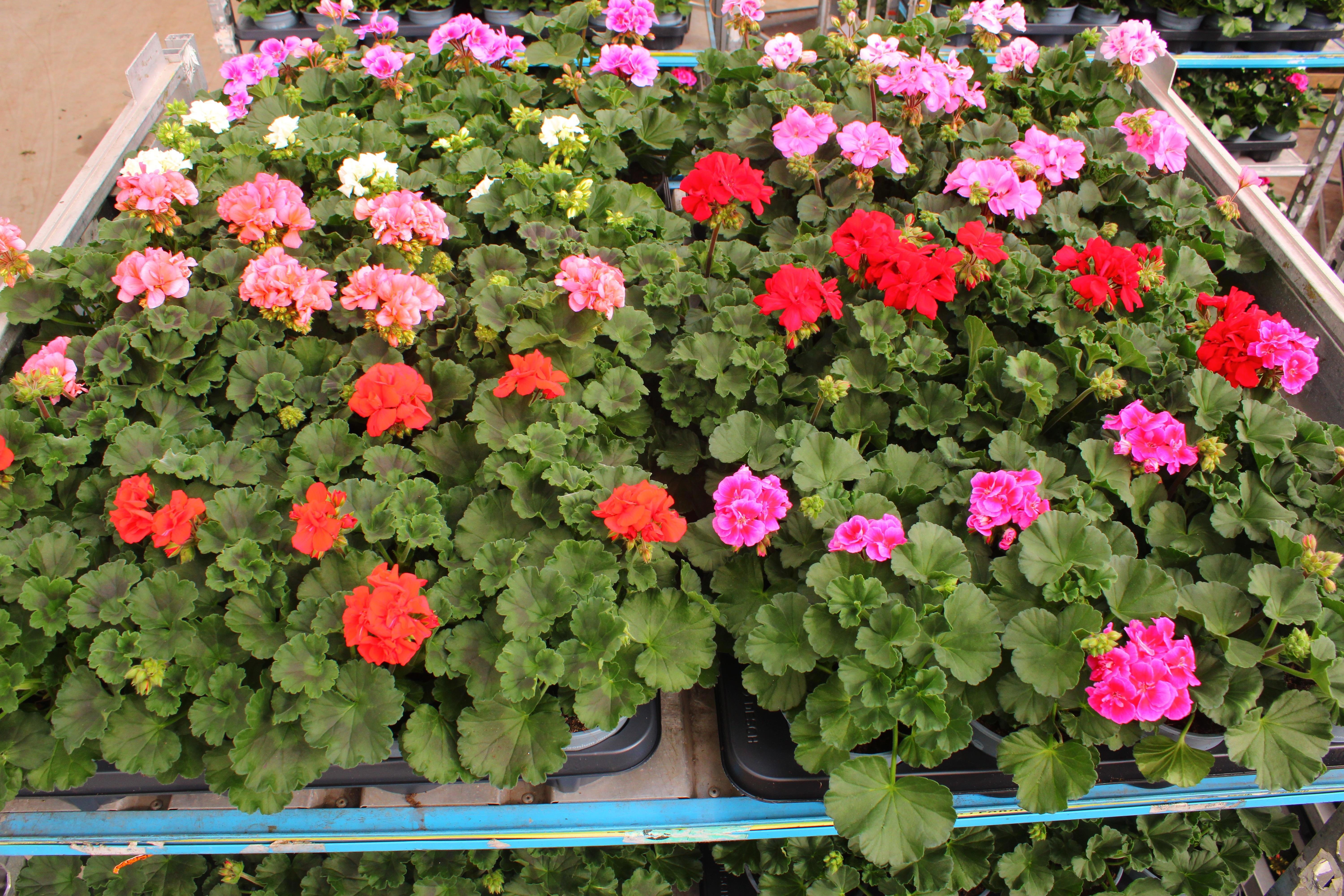 Горшечные цветы и растения оптом Pel Zon Mixk от 8шт из Голландии с доставкой по России