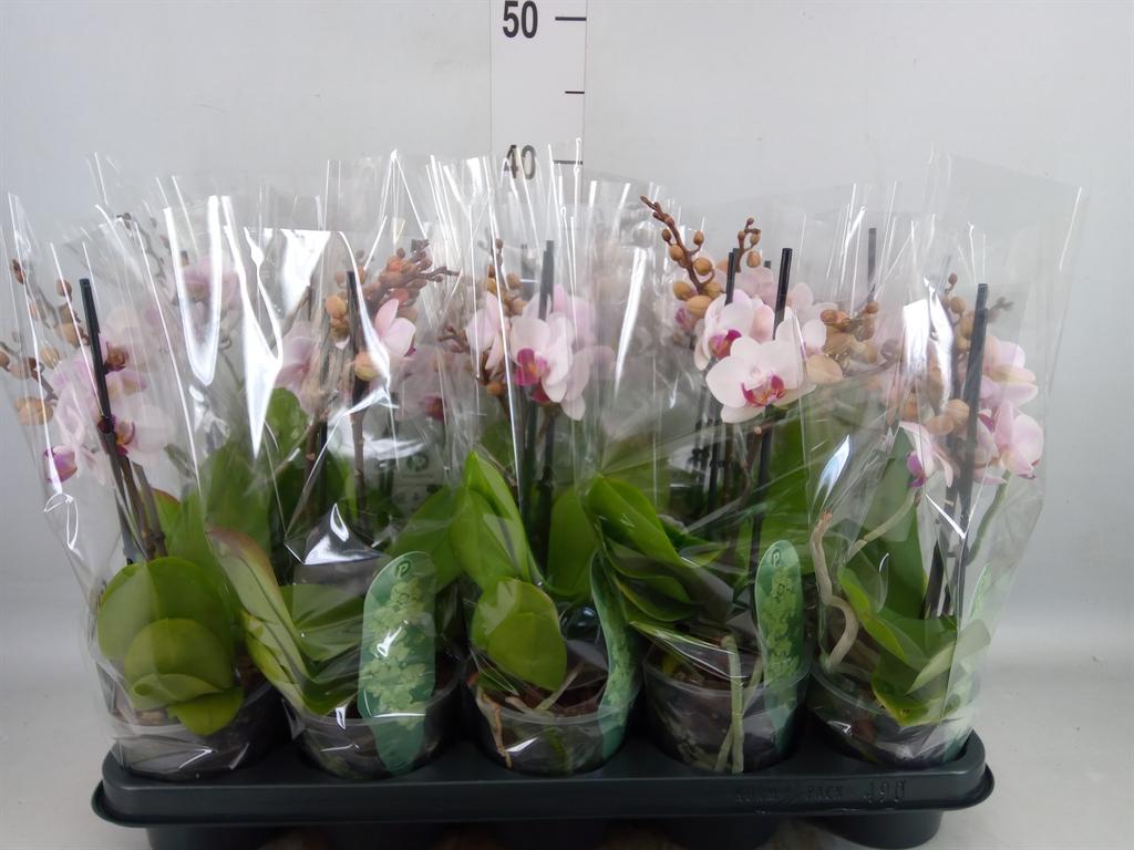 Горшечные цветы и растения оптом Phalaenopsis Multi.   ... от 10шт из Голландии с доставкой по России