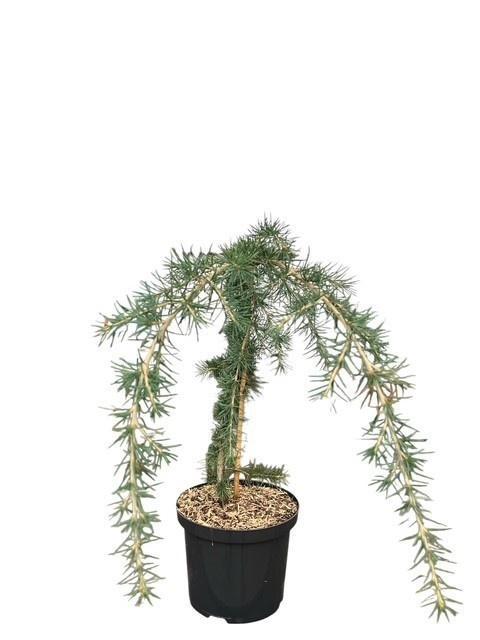 Горшечные цветы и растения оптом Cedrus Deo. Pendula от 1шт из Голландии с доставкой по России