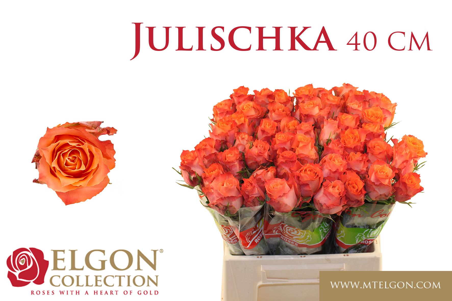 Срезанные цветы оптом Rosa large julischka от 440шт из Голландии с доставкой по России