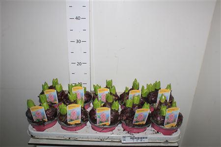 Горшечные цветы и растения оптом Hyacin Fondant 3pp от 10шт из Голландии с доставкой по России