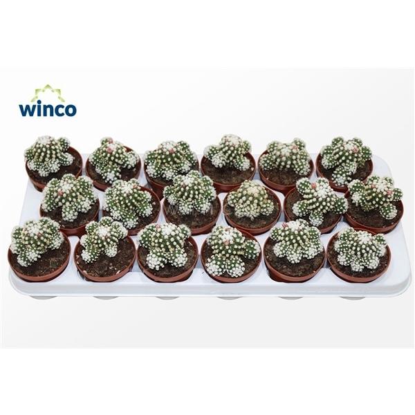 Горшечные цветы и растения оптом Mammillaria Gracilis (arizona Snowcap) от 18шт (для телеги) из Голландии с доставкой по России