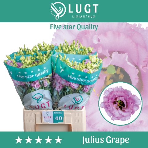 Срезанные цветы оптом Lisianthus do julius grape от 40шт. из Голландии с доставкой по России